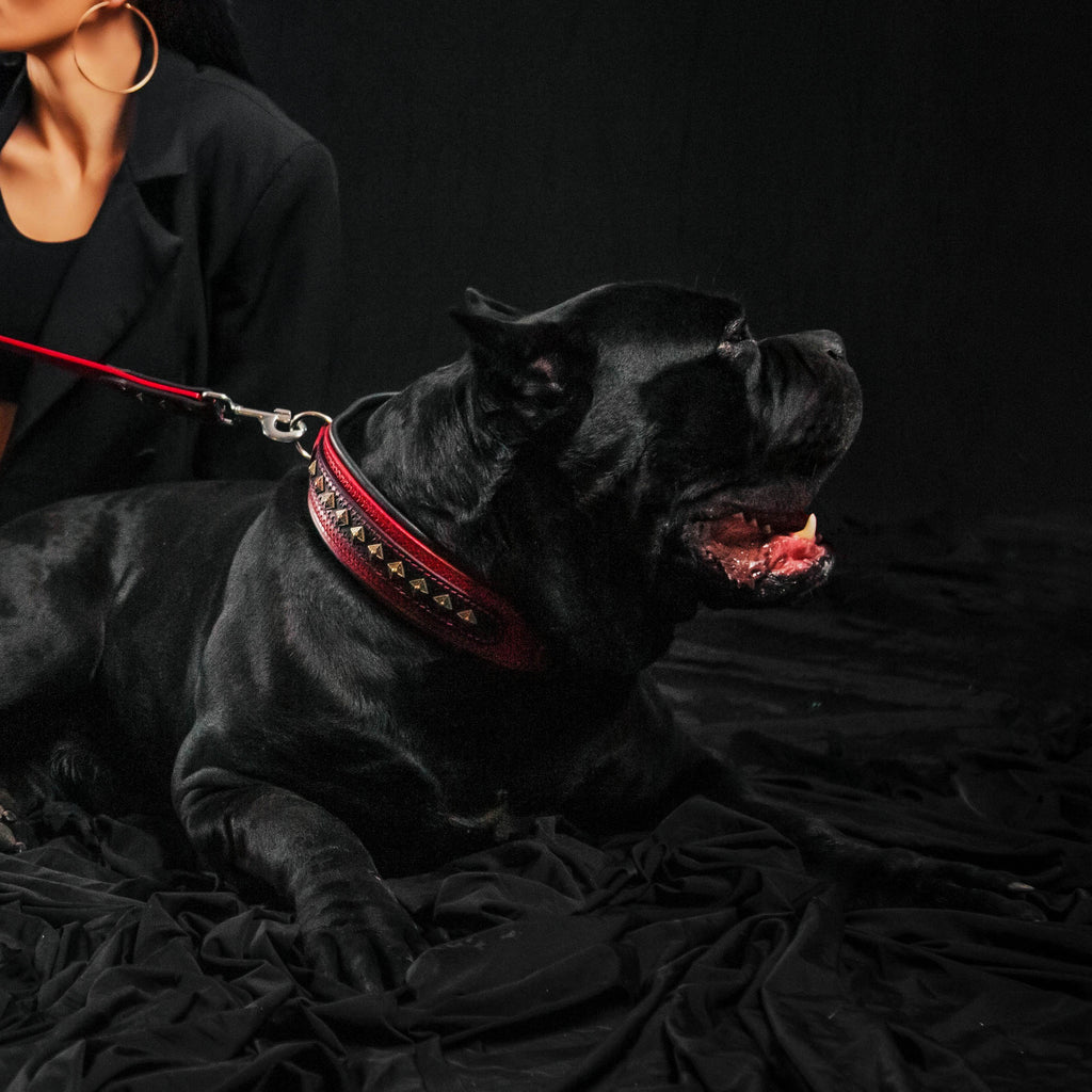 El collar rojo "Balteus"