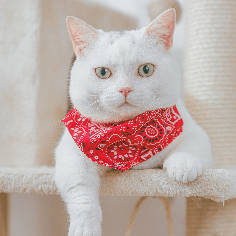 Outfits for pets-0