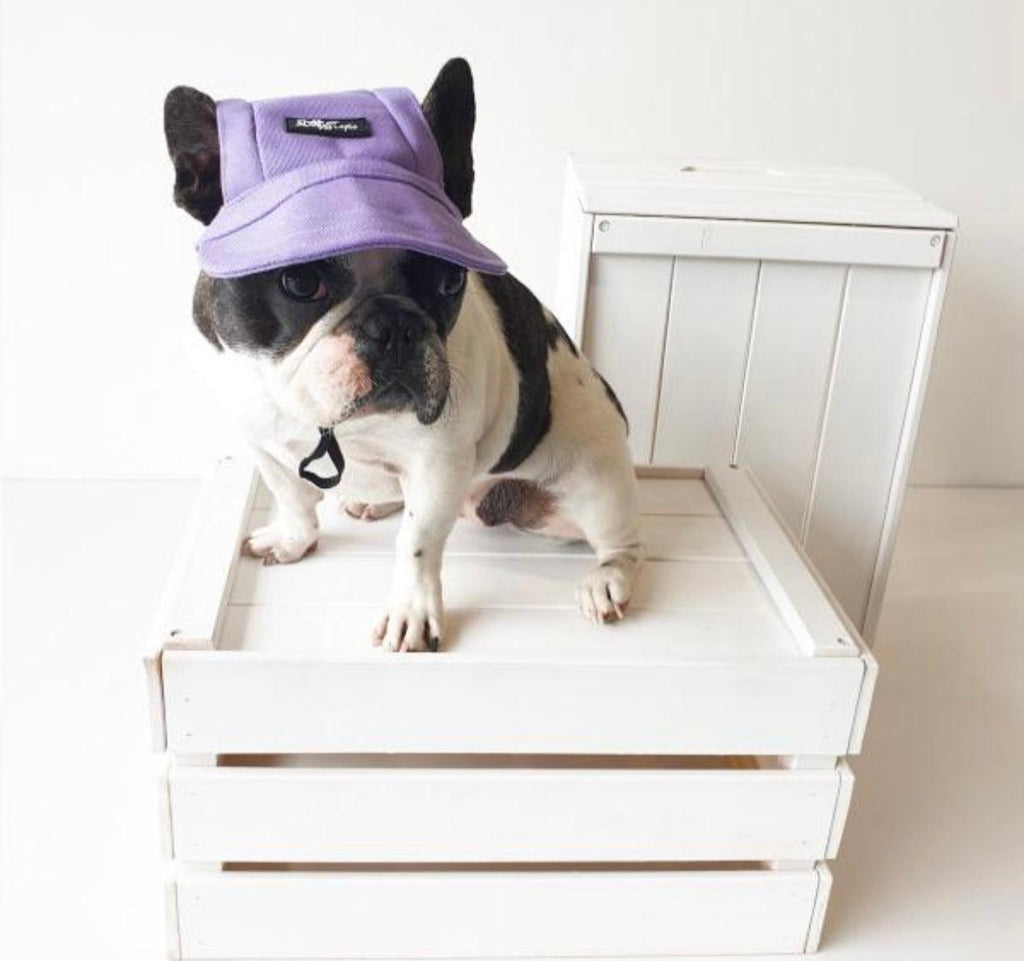 Mascotas Gorra Morada