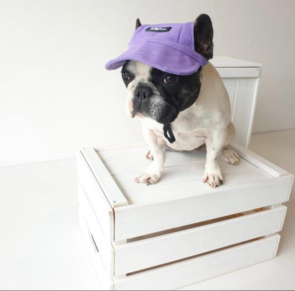 Mascotas Gorra Morada