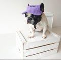 Mascotas Gorra Morada