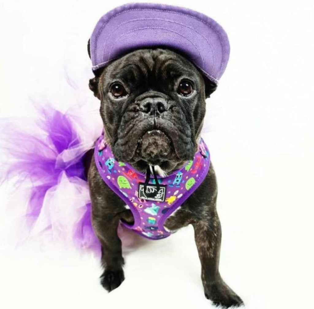 Mascotas Gorra Morada